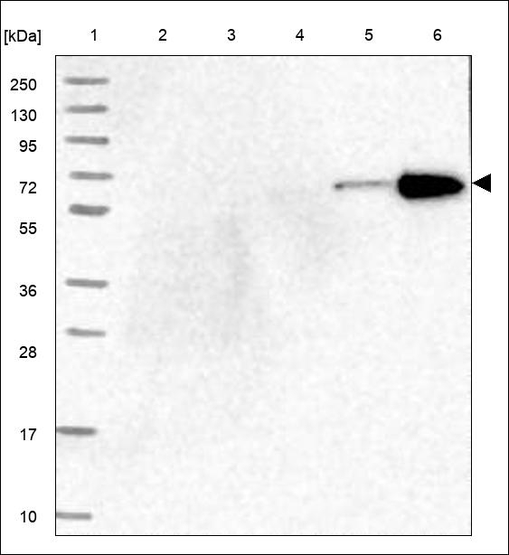 VWA2 Antibody in Western Blot (WB)