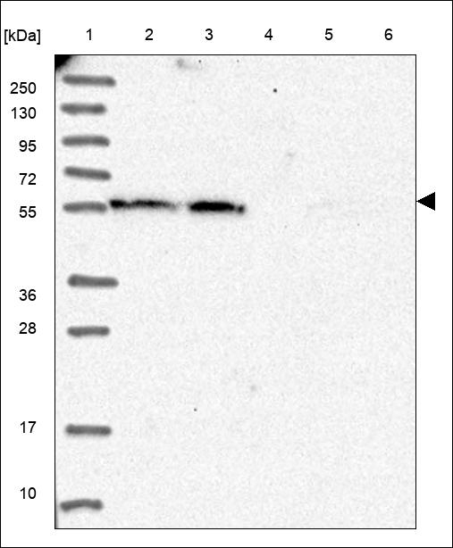 PIF1 Antibody in Western Blot (WB)