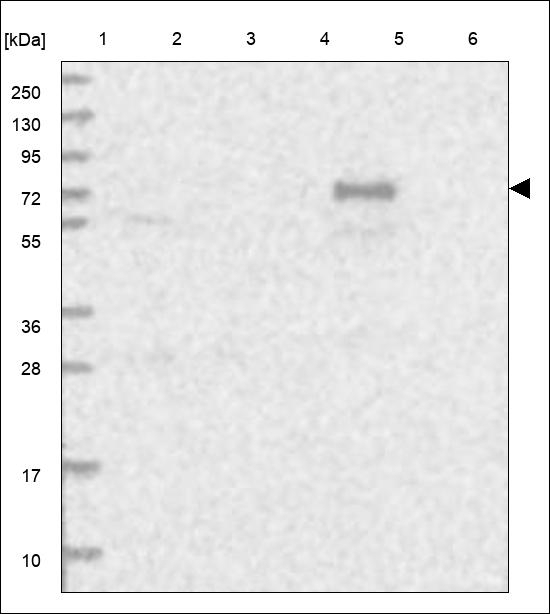 OIT3 Antibody in Western Blot (WB)