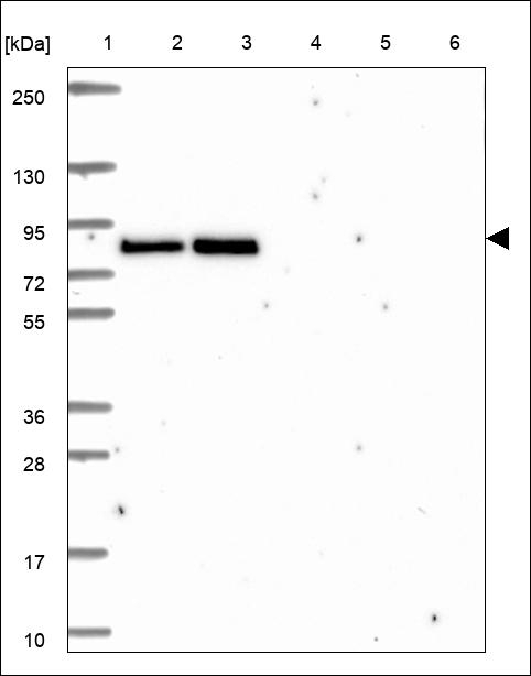 LRP3 Antibody in Western Blot (WB)