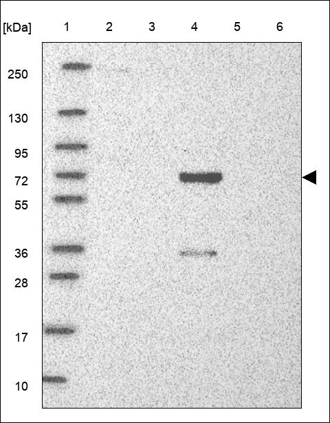 EML3 Antibody in Western Blot (WB)