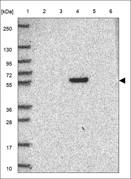 SH2D5 Antibody in Western Blot (WB)