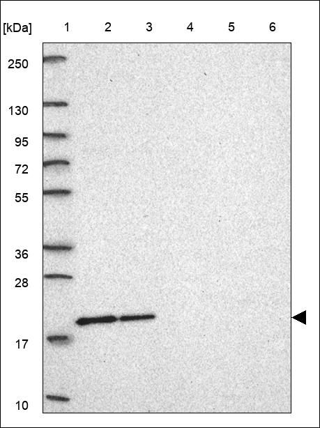 MRPL43 Antibody in Western Blot (WB)
