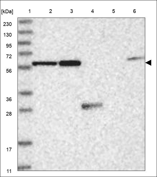 SNX25 Antibody in Western Blot (WB)