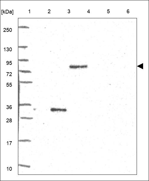 LNX2 Antibody in Western Blot (WB)