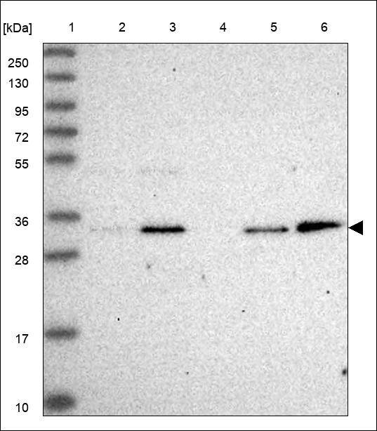 PITPN Antibody in Western Blot (WB)