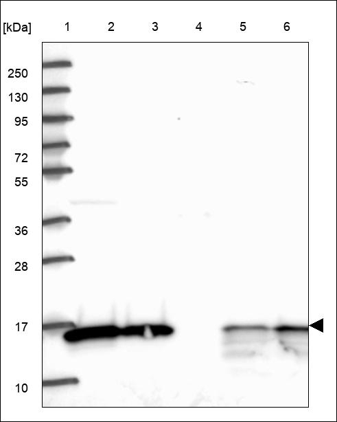 SRP14 Antibody in Western Blot (WB)