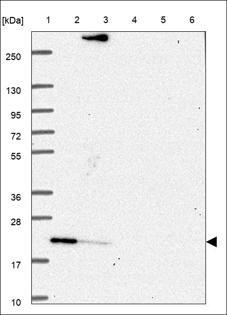 RAP2B Antibody in Western Blot (WB)