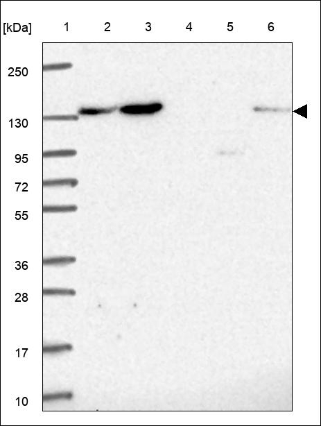 CEP135 Antibody in Western Blot (WB)
