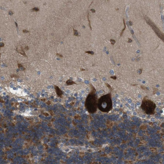 Connexin 29 Antibody in Immunohistochemistry (Paraffin) (IHC (P))