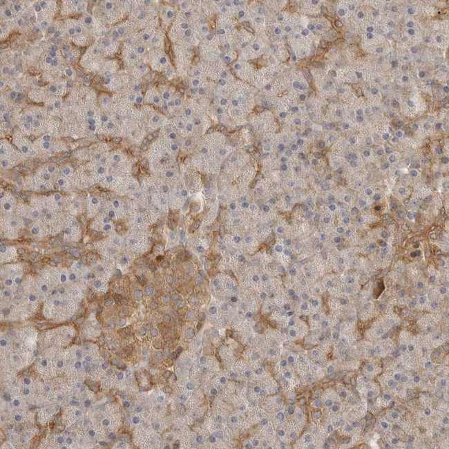 Claudin 12 Antibody in Immunohistochemistry (Paraffin) (IHC (P))
