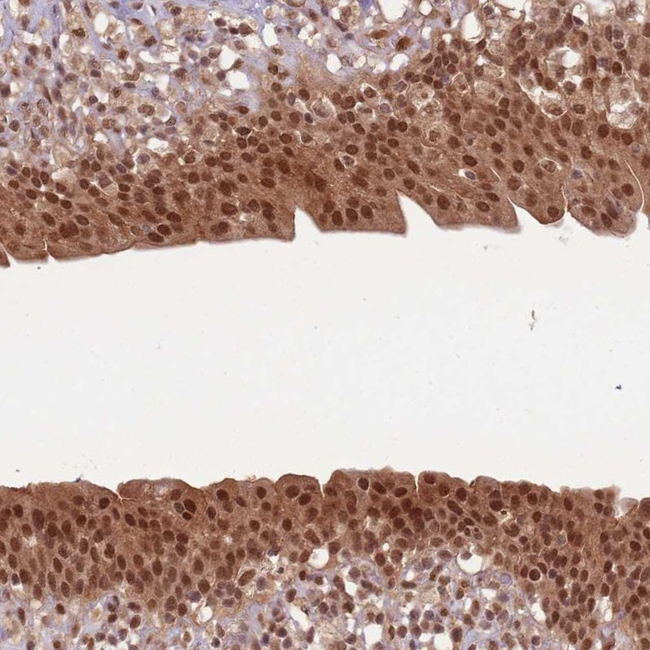 Ubiquitin B Antibody in Immunohistochemistry (Paraffin) (IHC (P))