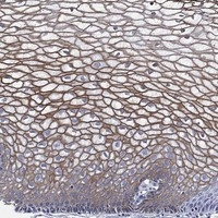 TMPRSS11D Antibody in Immunohistochemistry (Paraffin) (IHC (P))
