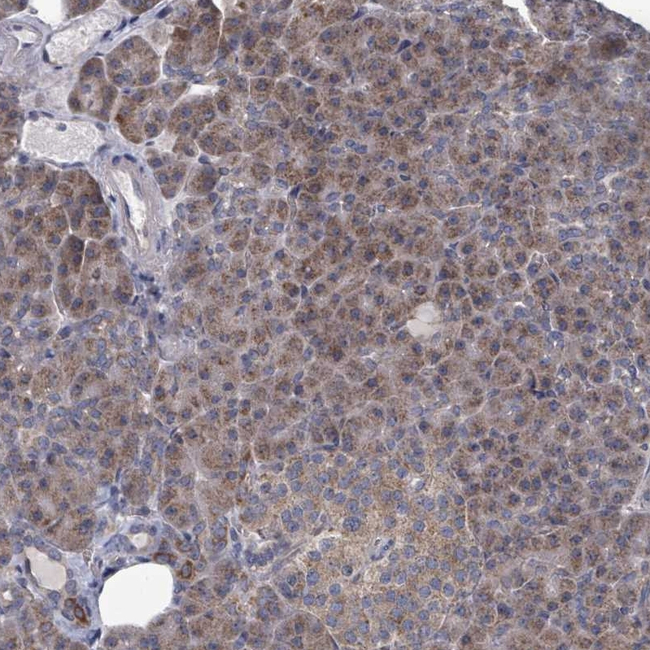 FKBP12 Antibody in Immunohistochemistry (Paraffin) (IHC (P))