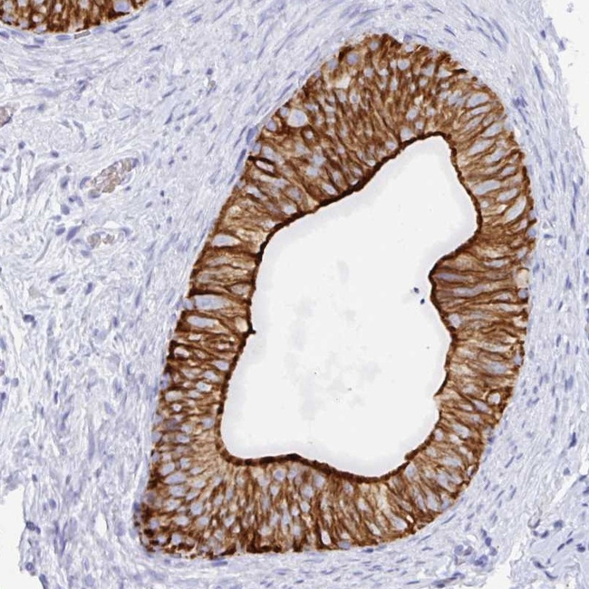 Claudin 8 Antibody in Immunohistochemistry (Paraffin) (IHC (P))