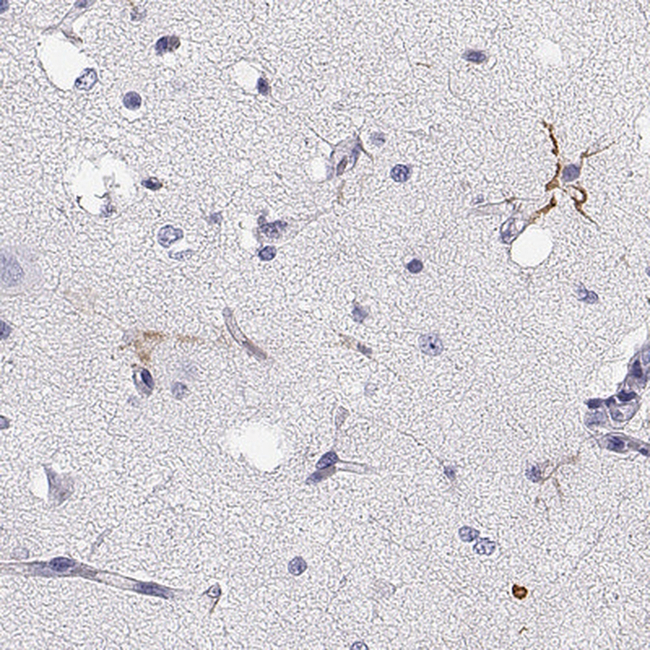 GPR26 Antibody in Immunohistochemistry (Paraffin) (IHC (P))