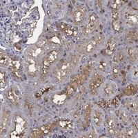 Ephrin A1 Antibody in Immunohistochemistry (Paraffin) (IHC (P))