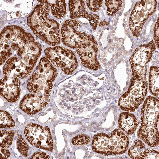 alpha-1d Adrenoceptor Antibody in Immunohistochemistry (Paraffin) (IHC (P))
