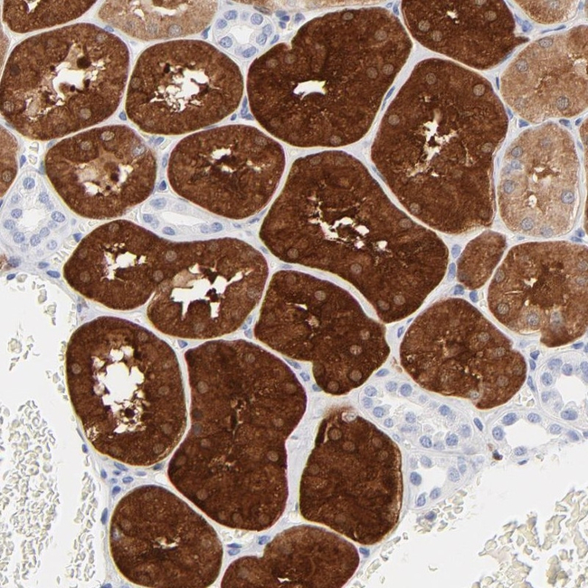 IFIT2 Antibody in Immunohistochemistry (Paraffin) (IHC (P))