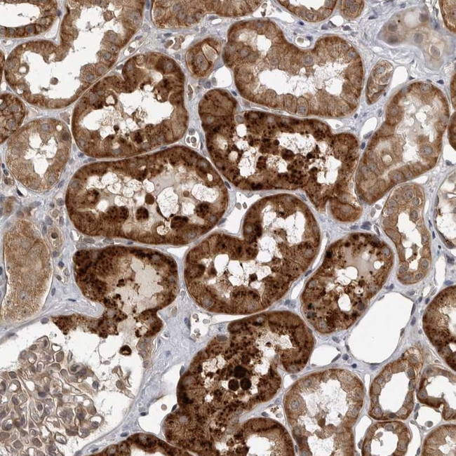 WNT16 Antibody in Immunohistochemistry (Paraffin) (IHC (P))