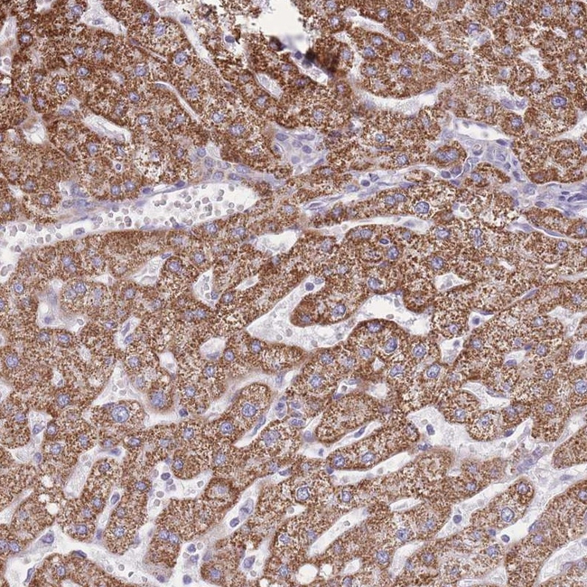 PCSK1 Antibody in Immunohistochemistry (Paraffin) (IHC (P))