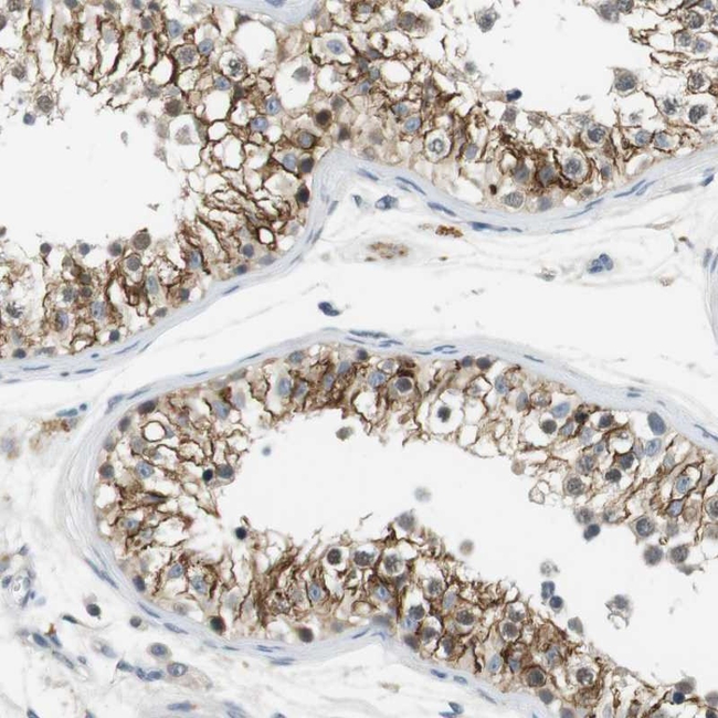 WNT7A Antibody in Immunohistochemistry (Paraffin) (IHC (P))