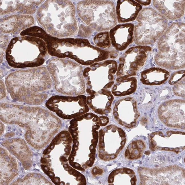 Kir5.1 (KCNJ16) Antibody in Immunohistochemistry (Paraffin) (IHC (P))