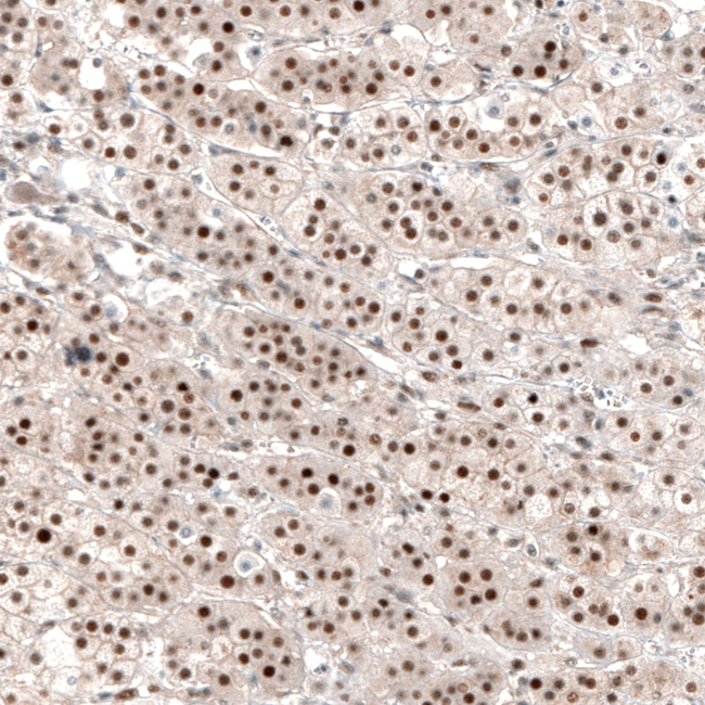 NOR-1 Antibody in Immunohistochemistry (Paraffin) (IHC (P))