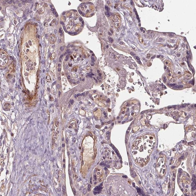PDGF-D Antibody in Immunohistochemistry (Paraffin) (IHC (P))