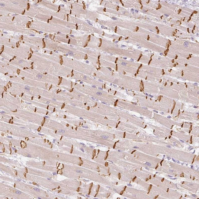 Granzyme A Antibody in Immunohistochemistry (Paraffin) (IHC (P))