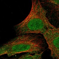 alpha-1a Adrenergic Receptor Antibody in Immunocytochemistry (ICC/IF)