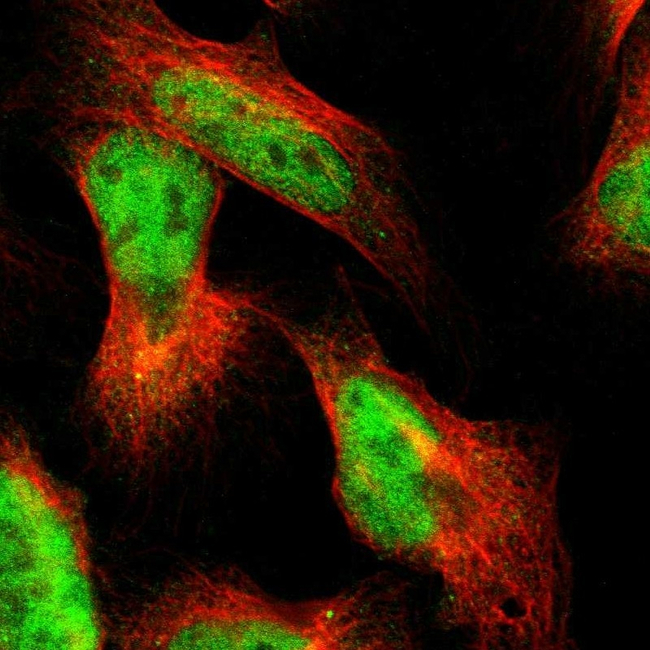 AMPK gamma-2 Antibody in Immunocytochemistry (ICC/IF)