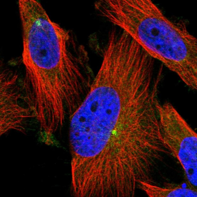 PCYT2 Antibody in Immunocytochemistry (ICC/IF)