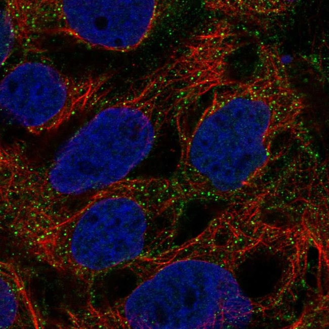 HSPA1A Antibody in Immunocytochemistry (ICC/IF)