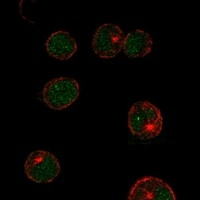 LMO2 Antibody in Immunocytochemistry (ICC/IF)