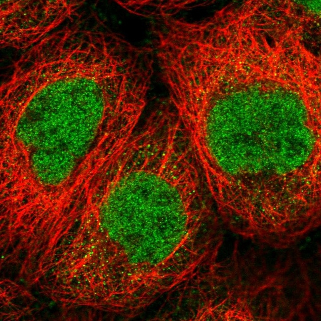 SENP1 Antibody in Immunocytochemistry (ICC/IF)