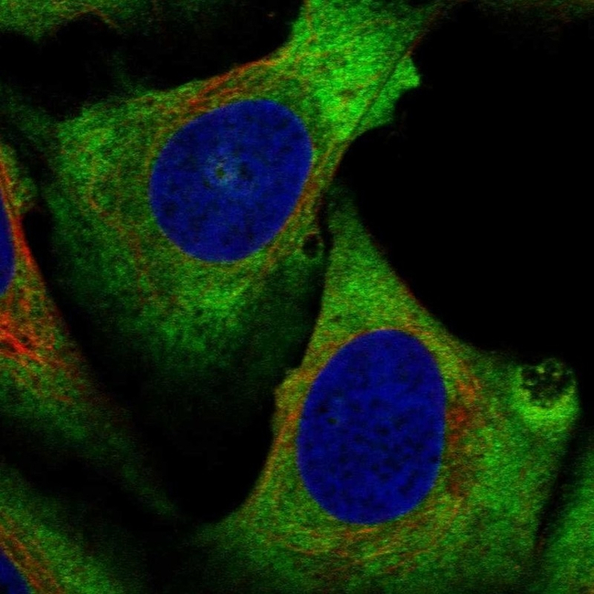 eIF4A2 Antibody in Immunocytochemistry (ICC/IF)