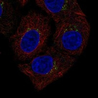 Cathepsin L Antibody in Immunocytochemistry (ICC/IF)