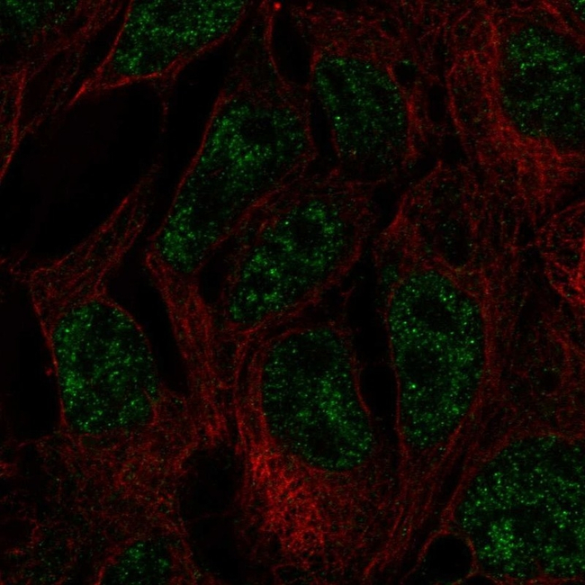 DNMT3L Antibody in Immunocytochemistry (ICC/IF)