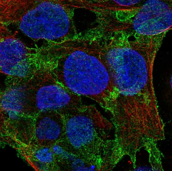 PSD93 Antibody in Immunocytochemistry (ICC/IF)