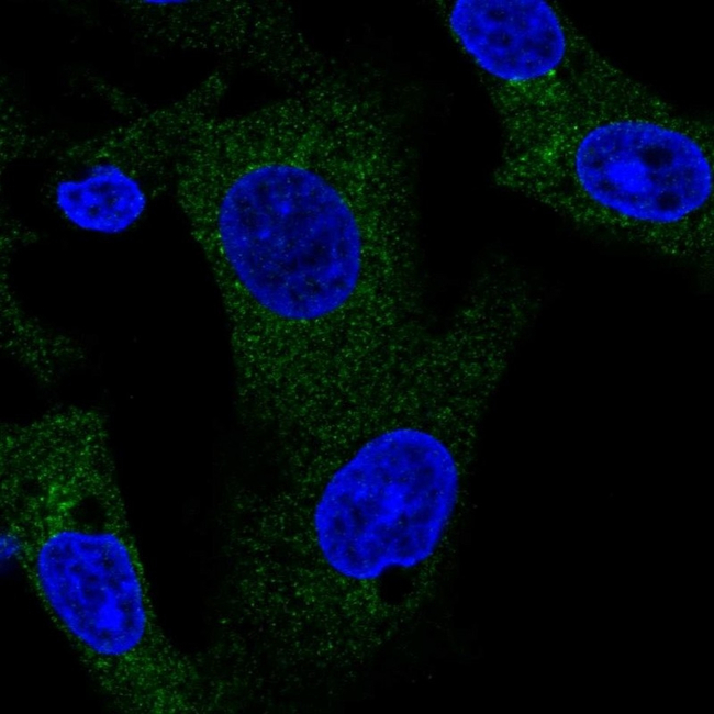 TANK Antibody in Immunocytochemistry (ICC/IF)
