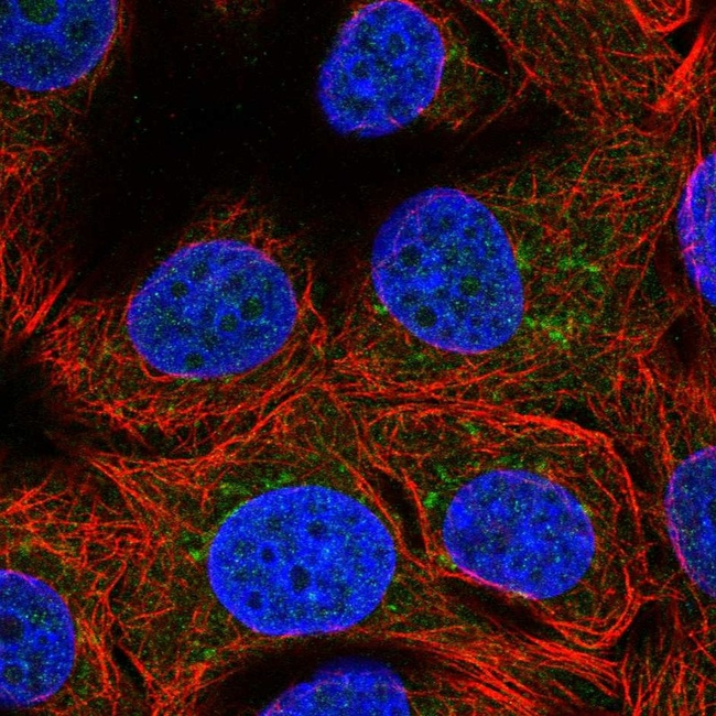 WWOX Antibody in Immunocytochemistry (ICC/IF)