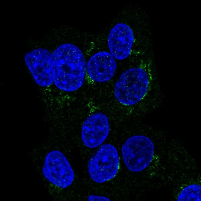 ITIH2 Antibody in Immunocytochemistry (ICC/IF)