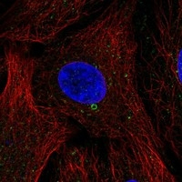 LRP3 Antibody in Immunocytochemistry (ICC/IF)