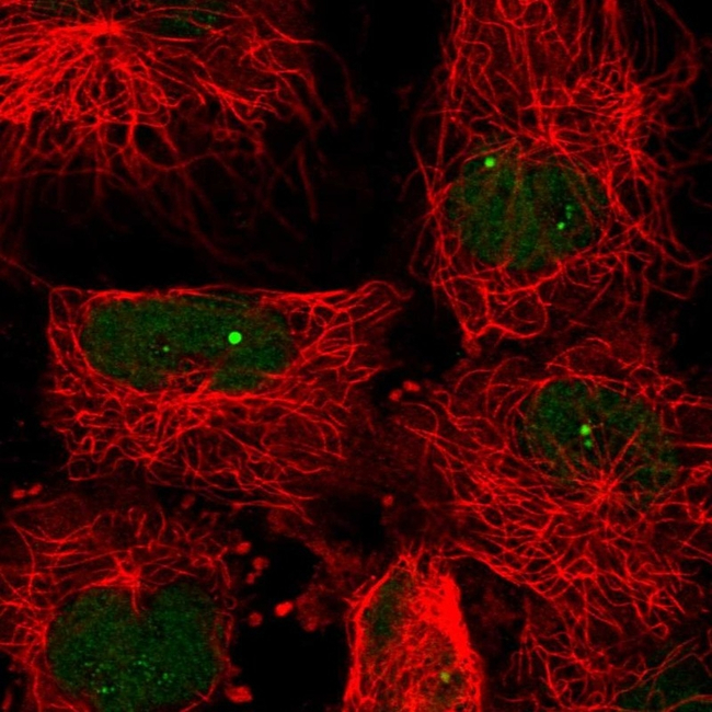 PRMT7 Antibody in Immunocytochemistry (ICC/IF)