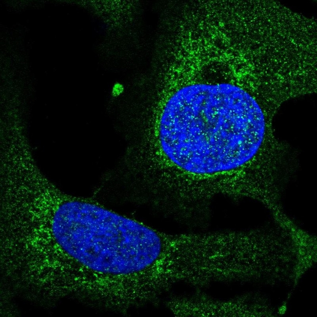 TEFM Antibody in Immunocytochemistry (ICC/IF)