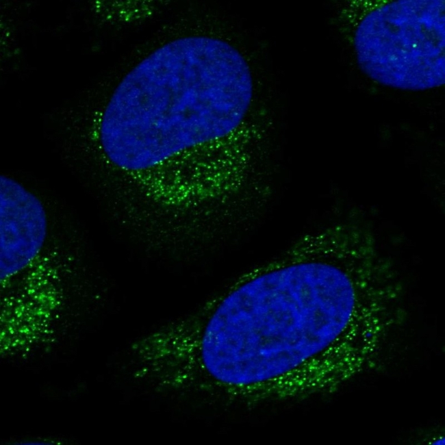 LNX2 Antibody in Immunocytochemistry (ICC/IF)