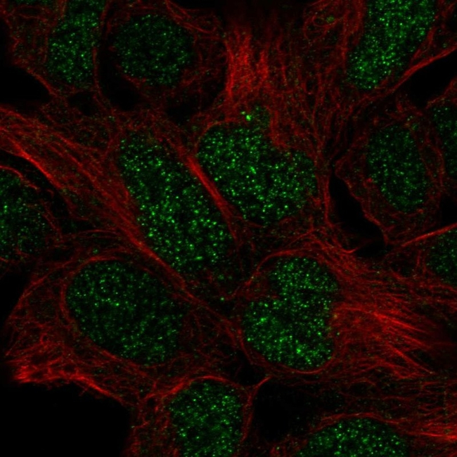 EN2 Antibody in Immunocytochemistry (ICC/IF)