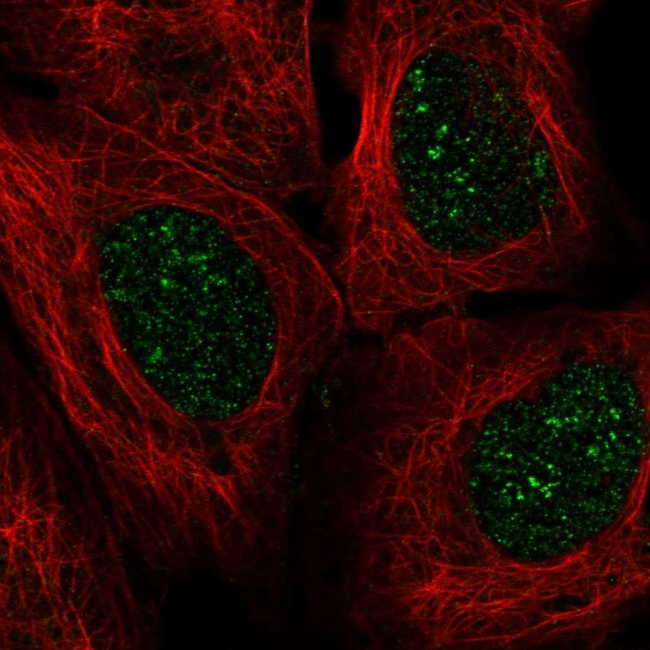EN2 Antibody in Immunocytochemistry (ICC/IF)