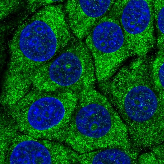 RPS27A Antibody in Immunocytochemistry (ICC/IF)